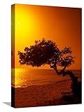 AllPosters Stretched Canvas Print Lone Divi Divi Tree at Sunset, Aruba by Bill Bachmann, 12x16