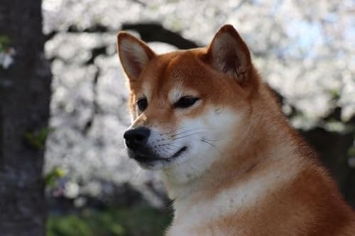 ỹ|XgJ[hzČCN^Ẽ}Voƍ̗tnKLXphoto by MIRO