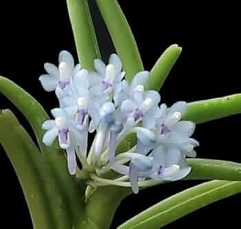 期間限定出品‼️［洋蘭原種］Cleisocentron gokusingii Cleisocentron gokusingii blue flower rare orchid size – SEED