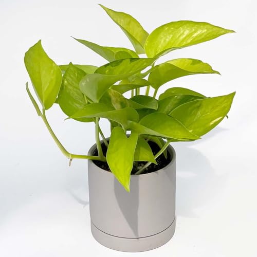 inakougeiiCiREQCj ϗtA   ~jϗt |gX C 3 { A   v[g Mtg O[CeA A Ă₷ (픫CgO[)