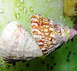 Saltwaterfish.com Turbo/Astrea Snail