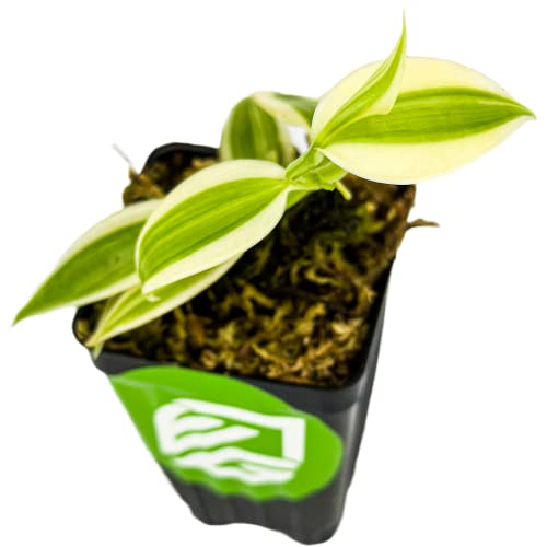 Super Variegated Vanilla Bean Orchid Live Plant - Vanilla Planifolia Variegata - Wellspring Gardens Starter Plant #TOP16