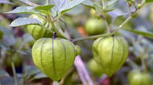 Toma Verde Tomatillo Seed - 25 Seeds, Non GMO, Heirloom, Experience The Joy of Growing Your own Salsa Verde. Our Toma Verde Variety is Known for its Exceptional Flavor and high Yield