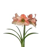 Easy to Grow Amaryllis Tinkerbell 1 Plant Bulb - Coral Pink Ruffled Flowers Indoor Winter Holiday or Outdoor Spring Blooms