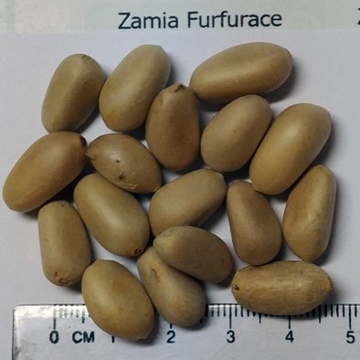 Amazon｜【観葉植物／種子】Zamiaザミア/ソテツ/蘇鉄 5粒 (Furfuracea