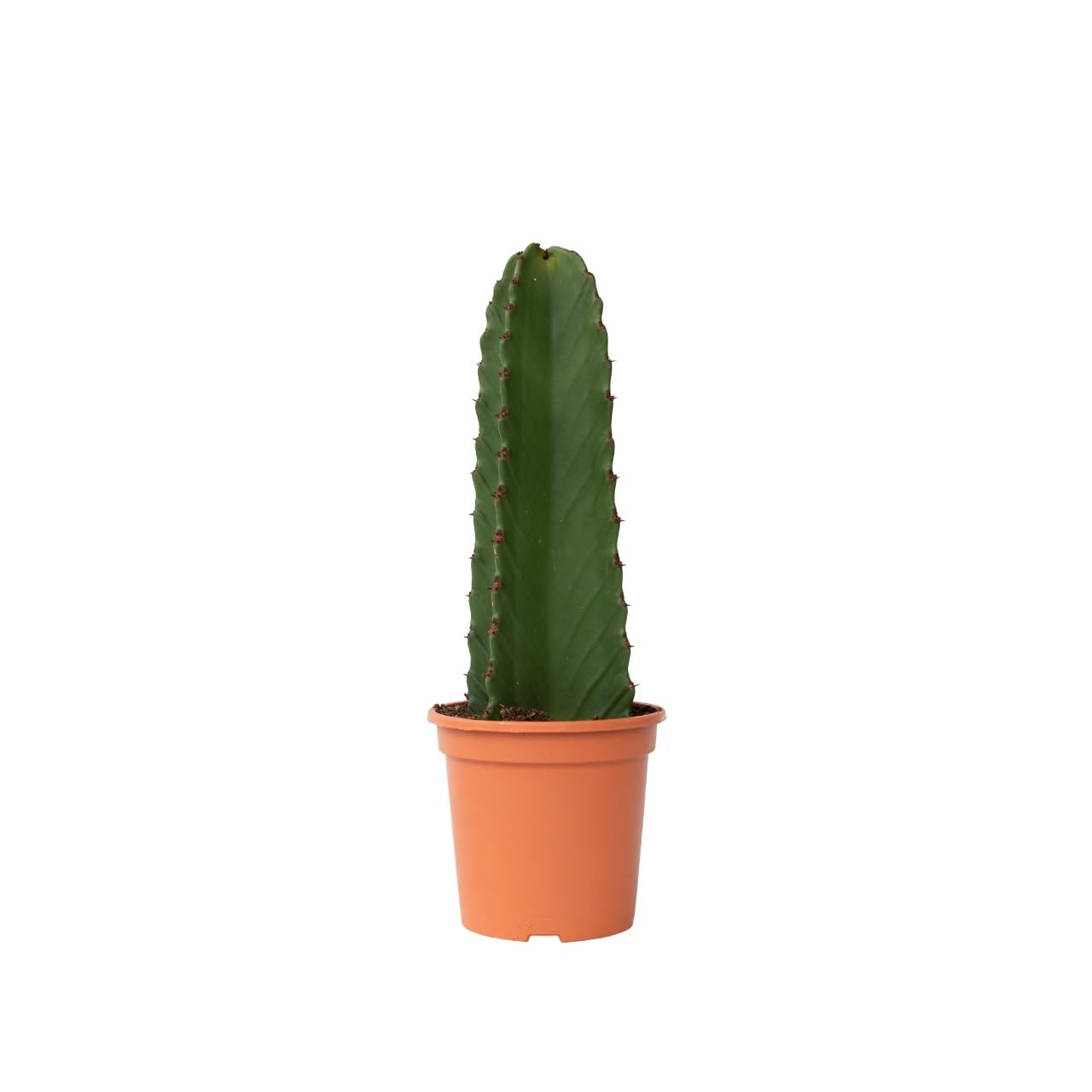 amazon kaktus Künstlicher Kaktus - Hagen | 170 cm main image 1