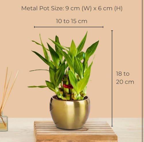 Image of Two layer lucky bamboo | For Living Room or Office table | indoor plants for good luck and air purification (Bamboo Metal Pot)