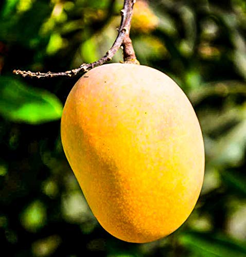 Grafted Alphonso Mango Plant/Hapus Ratnagiri Mango Healthy Live Plant (2 to 3 feet Height Plant)-image-6