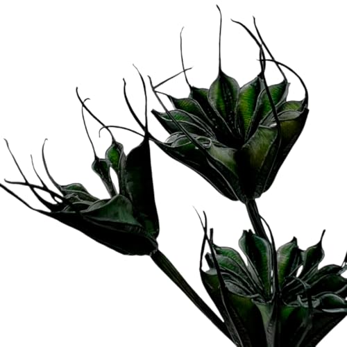 Bundle de 4 Flores Octágono Secas Verde Oscuro miniatura 3