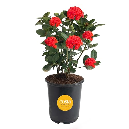 Ixora Maui Red