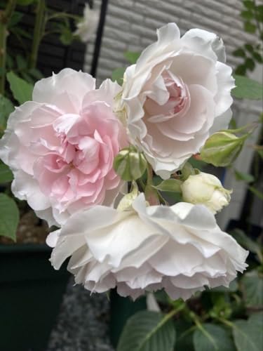 バラ苗 良い香りのバラ 無低農薬で栽培可 四季咲き 病気に強い 挿し木苗のサムネイル