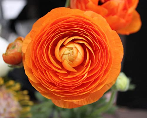 Plantogallery Ranunculus Double Flower Bulbs (Aviv Orange 1pc) (B0CLF2TKZR) Amazon Price History, Amazon Price Tracker