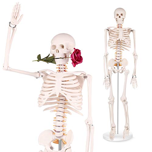 Mini Human Skeleton Model - 34 inch high Anatomical Human Skeleton Model Details of Human Bones with Removable Arms and Legs - 1/2 Life Size