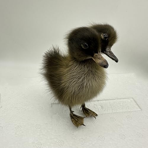 Image of Animal Specimen Making Eurasian Duck Specimen Teaching /Decoration(Black)
