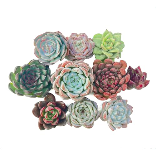 ySuccutezA 񂹐A ؍Jbgc GPxA S`Wcm i咆j劔ӂނPOcZbgyTz