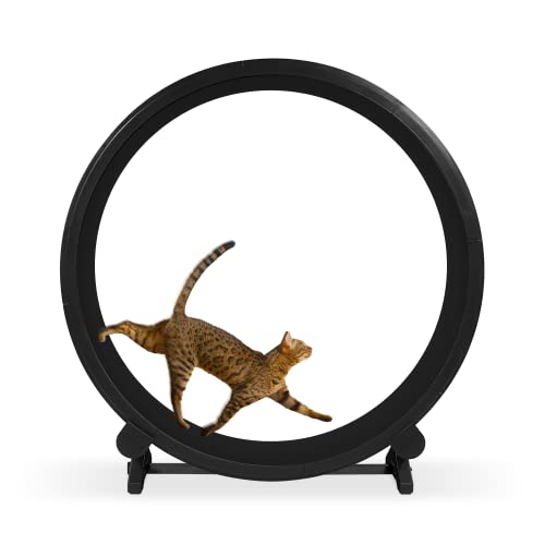 10 Best Cat Wheel For Bengals [Buying Guide 2023] • Sacred Car