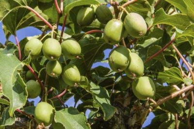 Pixies Gardens (1 Gallon) Issai Kiwi Vine/Shrub- Cold Hardy Kiwi Plant Produce Lots of Small Delicious Smooth-Skinned Kiwi