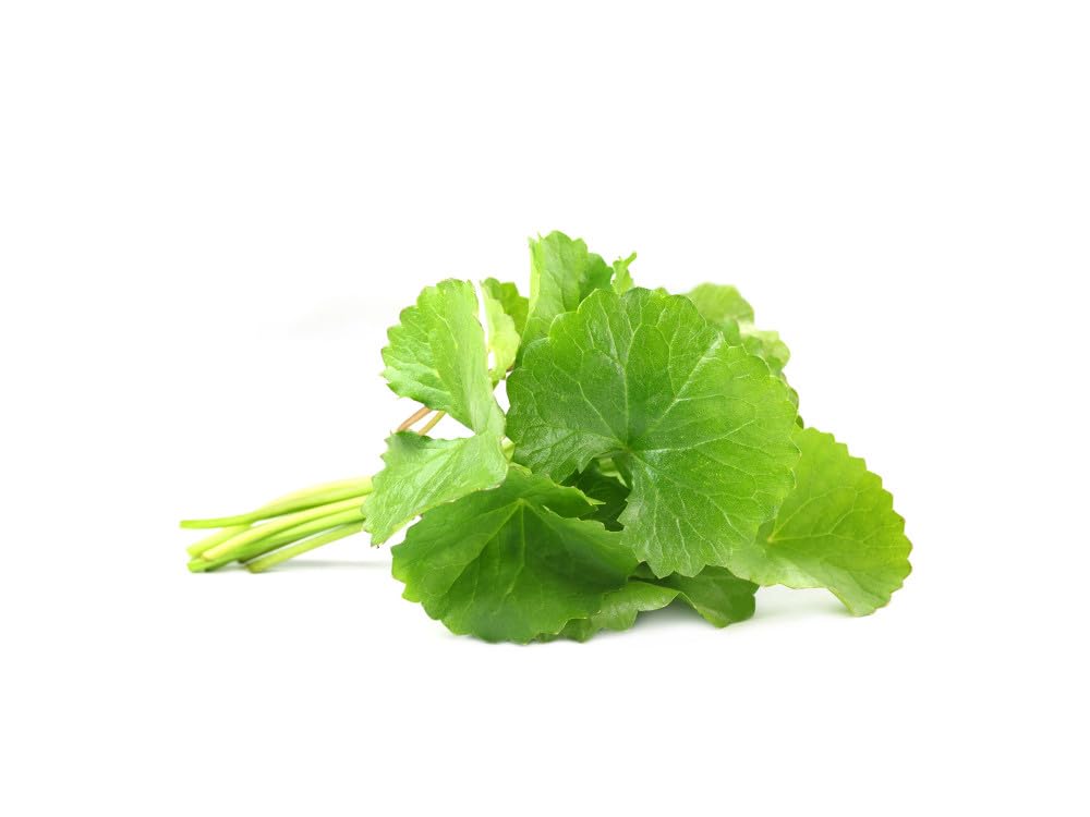 CENTELLA ASIATICA (GOTU KOLA) * 100 mg / 60 capsule * Titolato al 20% in triterpeni, all’8% in asiaticoside e al 5,5% in madecassoside