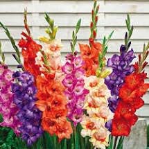 Seeds*Bulbs*Plants*&More (15) Mixed Colors Gladiolus Mix, Large Flowering, Large Bulbs, Grown and Sold in USA