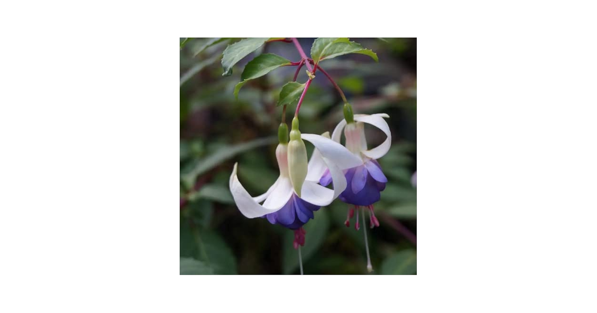【flua】 2way flower haired Amazon.com : CHUXAY GARDEN Fuchsia 'Delta's Sara',White