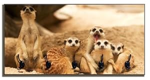 Wallario Wandgarderobe Erdmännchen 80x40 mit 5 Haken