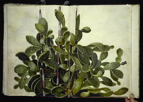 Opuntia Ficus Indica impresión en lienzo de Hans Simon Holtzbecker cuadro decorativo pared 60x90cm