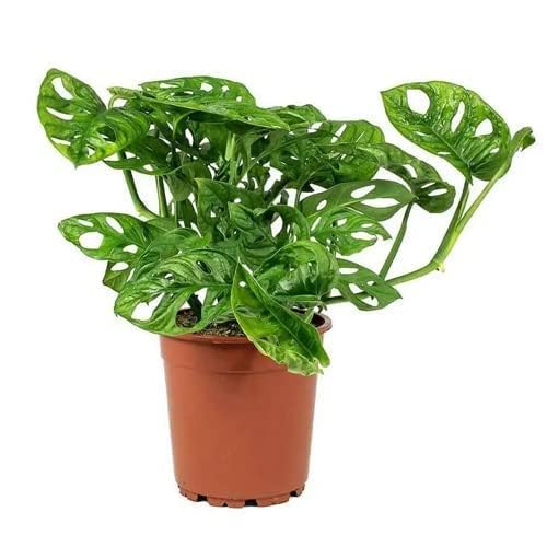 See full amazon price history chart for Nature Touch Real Live Philodendron Broken Heart Indoor Plant with Black Plastic Pot Monstera Adansonii Nature Touch Real Live Philodendron Broken Heart Indoor Plant with Black Plastic Pot Monstera Adansonii (B0CP2MTCXN) Amazon Price History, Amazon Price Tracker