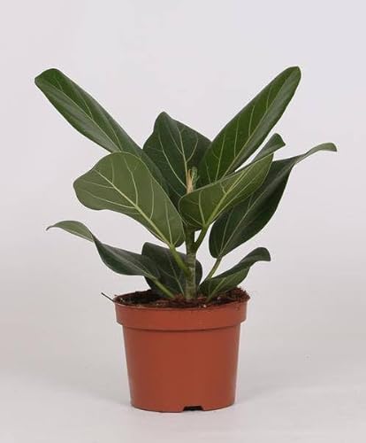 Fico Banyan – Ficus Bengalensis – Pianta d'appartamento – Ø 12 cm – 25 cm
