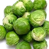 Catskill Brussel Sprouts Seeds, 300+ Heirloom Seeds Per Packet, (Isla's Garden Seeds),Non GMO Seeds,...