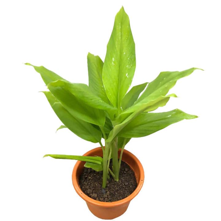 Kalfo Live Haldi Plant Yellow Turmeric Plant Curcuma Longa Plant for Home and Garden Turmeric Haldi Plant with Pot