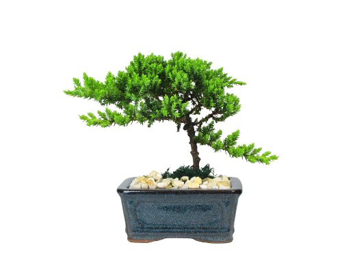 Eve's Petite Japanese Juniper Bonsai