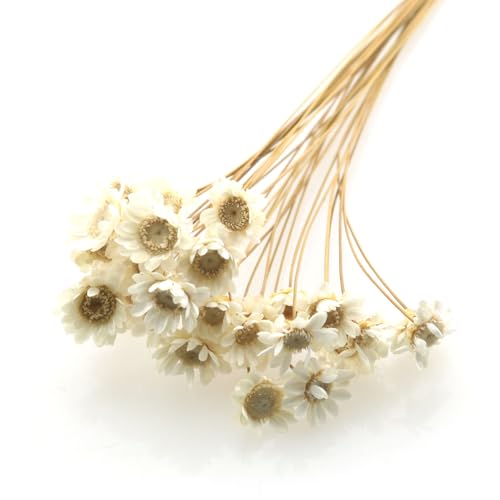Ramo mini margaritas secas blancas 90 tallos miniatura 1