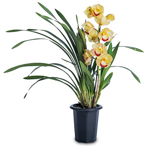 Orquídea Barco o Flor de Dragón Natural - Cymbidium -