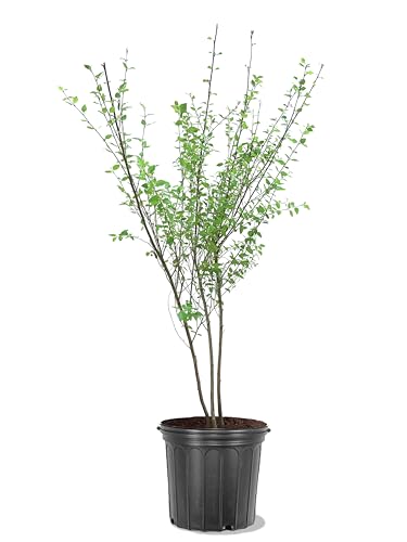 American Plant Exchange Dura Heat River Birch Tree, Multi Truck, 5 Gallon Pot, 3-4ft. Tall, Large Outdoor Landscape Garden Plant, Cold Hardy, Fast Growing
