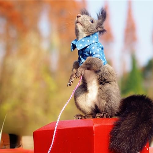 Roupas de esquilo, roupas clássicas, para animais pequenos, para passear ao ar livre, fantasia de Ha