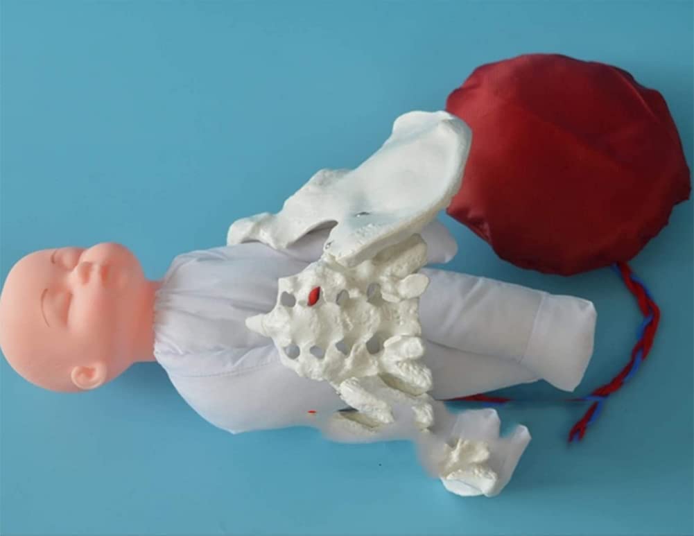 Female Pelvis Childbirth Model, Life Size Childbirth Demonstration Pelvic Model, Umbilical Cord/Placenta-Childbirth Simulator Female Pelvis and Baby Model for Gynecology Teaching.