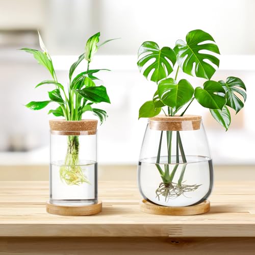 Layhit LAYHIT-TERRARIUMS-ADUOL13001 4 Pcs Plants Propagation Stations Separated Desktop Plant Terrarium Glass Planter Vase With Wooden Lid And Bamboo Stand thumb #3