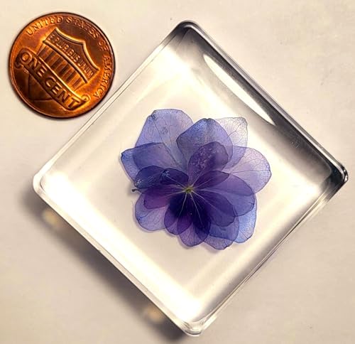 Image of 38mm Real inchNikko Blue inch Hortensia Flower in Crystal Clear Lucite Resin Specimen Sky Blue Hydrangeas Botanist Herb Herbarium Collection for Botany Science Education & Desk Ornament Display Paperweight
