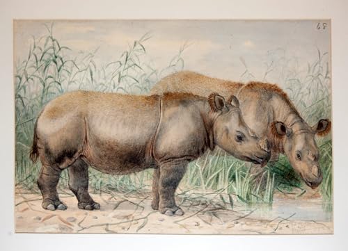 Pintura al óleo clásica SERENDIPITP de rinoceronte moderno para cuadro de salón