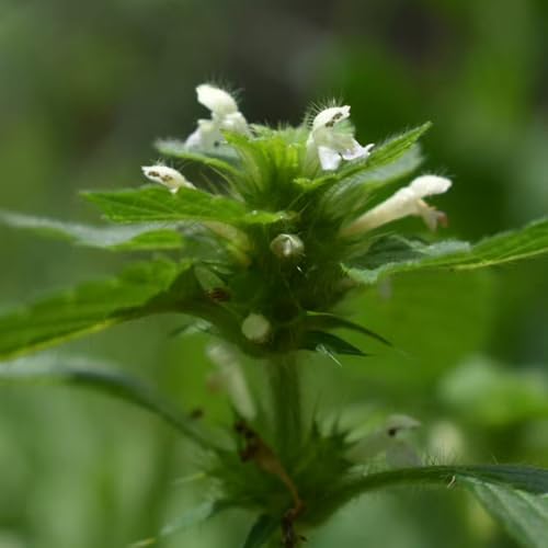 semi di ortica morta, da balcone resistenti semi di selvatiche aromatiche da giardino roccioso resistenti 100pcs