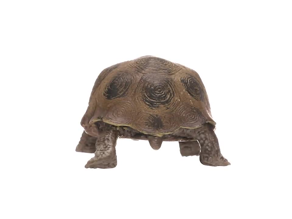 おすすめ シュライヒ ワイルドライフ フィギュア ゾウガメ その他フィギュア Imizu Weblike Jp おすすめ シュライヒ ワイルドライフ フィギュア ゾウガメ その他フィギュア Imizu Weblike Jp