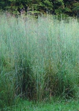 Big Bluestem (Andropogon gerardii), Seed Packet, True Native Seed