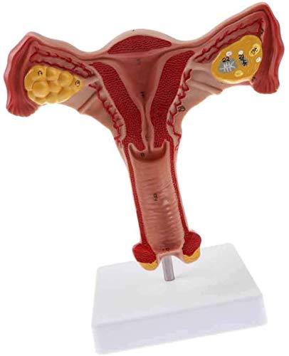 Amazon.co.jp: 女性生殖器解剖学モデル、医学教育 - 子宮膣モデル