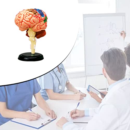 Modèle anatomique humain pour comprendre l'anatomie facilement - 5