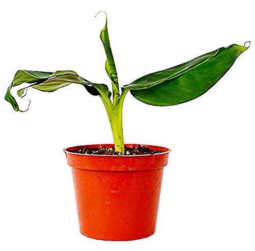Plants Point Live Hybrid Banana Plant Kerala Poovan Banana 1 Live Plant (B081P5D2W5) Amazon Price History, Amazon Price Tracker