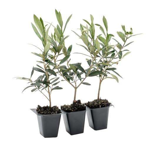 5 Best Compact Olive Trees to Elevate Your Garden or Patio in 2025 ...