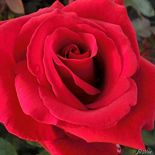 Edelrose Duftzauber 84 in dunkelrot - Duftrose winterhart - Rosen-Blüte in dunkelrot - Rose mittelstark duftend im 5 Liter Container von Garten Schlüter - Pflanzen in Top Qualität