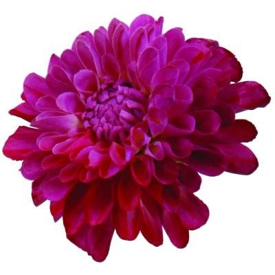 Garden Dahlia Artificial Flower Hair Clip/Pin Brooch, Orchid