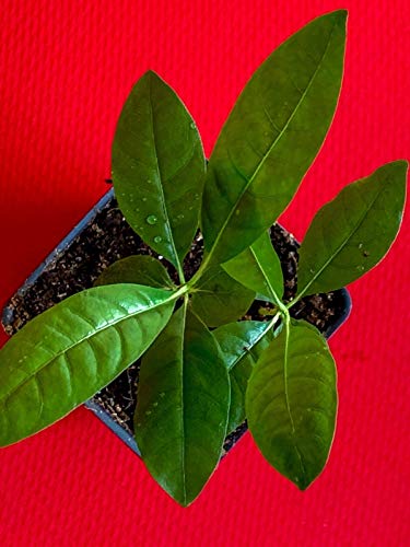 Blackberry Jam Fruit Randia Formosa Potted Plant Tropical Tree Jasmin De Rosa #TOP7