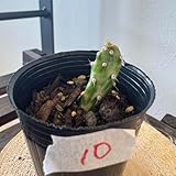 10 初日の出 ウチワサボテン 多肉植物 観葉植物ハツヒノデ オプンチア